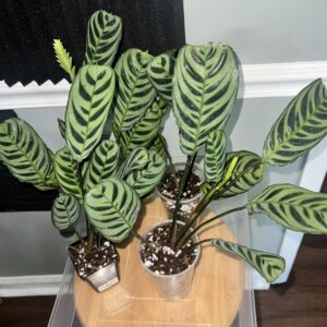 Calathea Makoyana