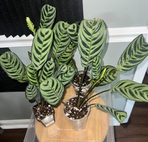 Calathea Makoyana
