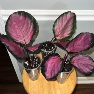 Calathea Crimson