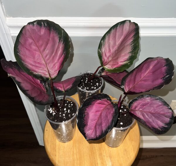 Calathea Crimson