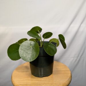 Chinese Money Plant