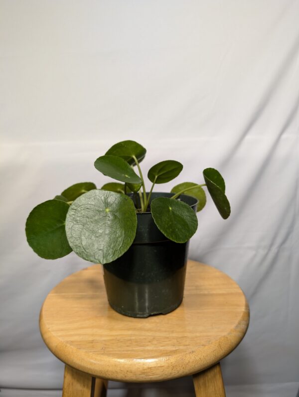 Chinese Money Plant