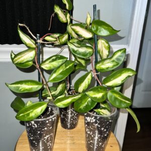 Hoya Carnosa
