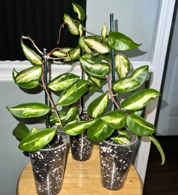 Hoya Carnosa