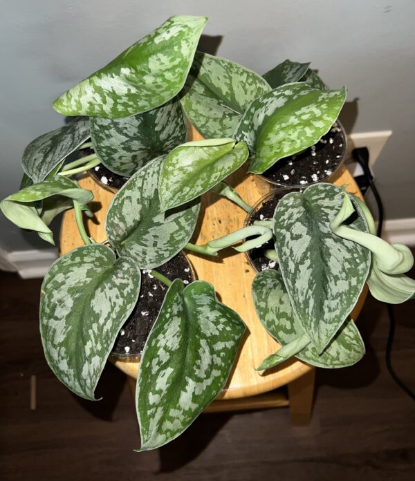 Scindapsus Exotica
