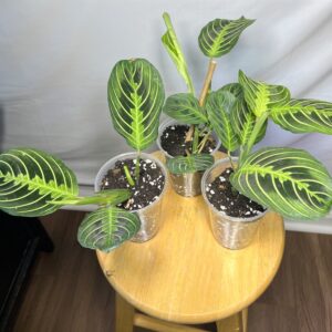 Lemon Lime Prayer Plant