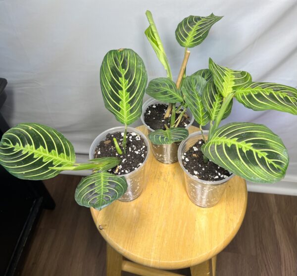 Lemon Lime Prayer Plant