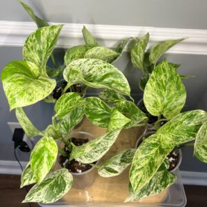 Marble Pothos