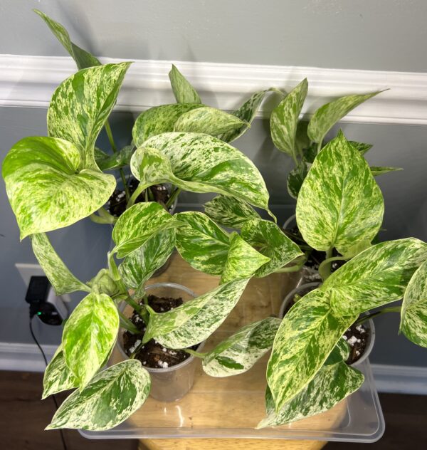 Marble Pothos