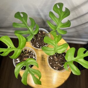 Mini Monstera