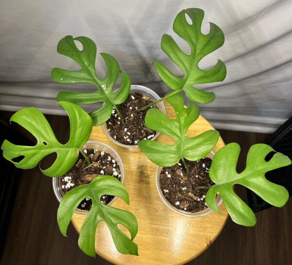 Mini Monstera