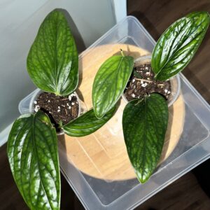 Monstera Peru