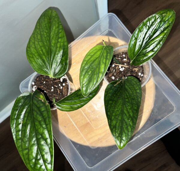 Monstera Peru