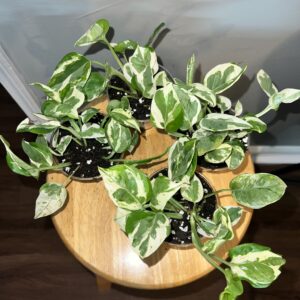 Pearl and Jade Pothos