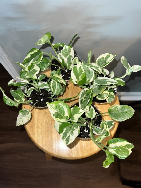 Pearl and Jade Pothos
