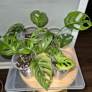Swiss Cheese Monstera