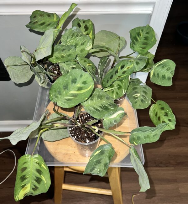 Variegated Prayer Plant