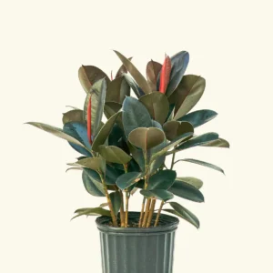High Light Plants