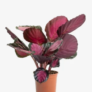 Pet Friendly Plants