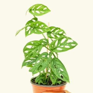 Easy Care Plants
