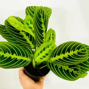 Medium Light Plants
