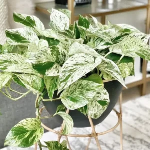 Houseplants